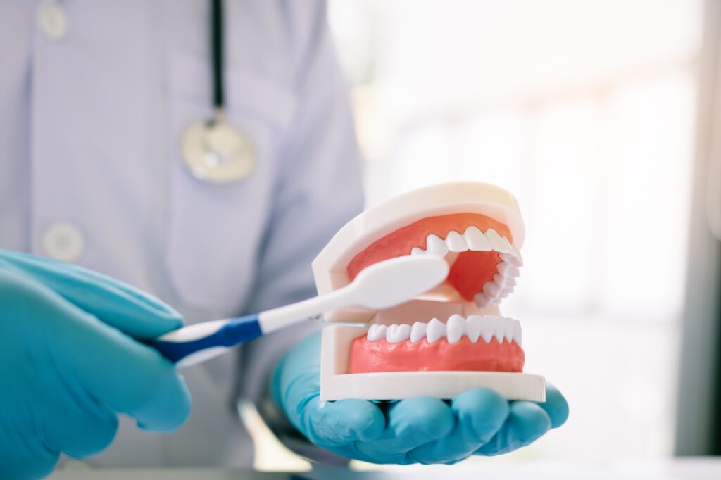 วิธีการทำความสะอาดฟันเทียม: เคล็ดลับเพื่อยืดอายุการใช้งาน Close up of hand dentist is holding dentures jaw showing how to brush the teeth.